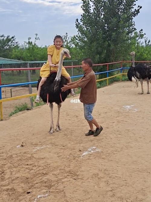 要是能跑起来更好玩了98_好想你金鹭鸵鸟园攻略_骑鸵鸟_生活记录_接