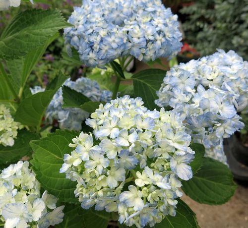花漾河谷有松日本进口大花绣球阳台庭院花卉观叶