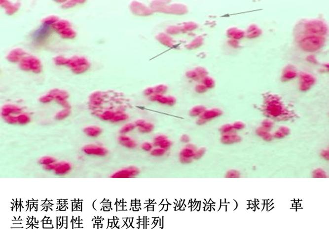 微生物学形态学示教