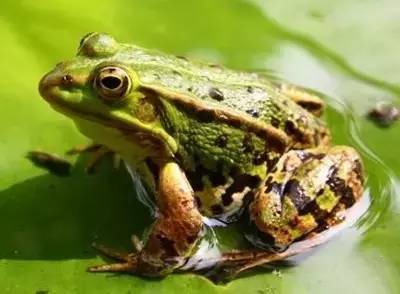 为进一步确定该批蛙类的保护级别,8月25号一大早,怀宁县森林公安局将