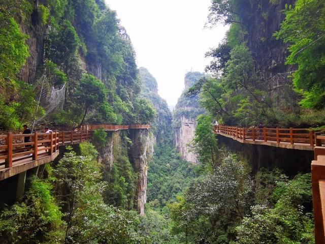 大方油杉河景区:赤水河系的河流之一,原生态森林资源