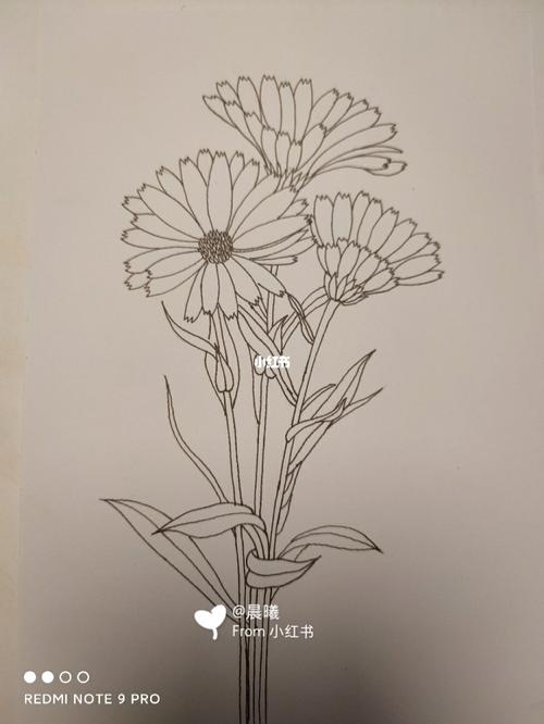 马克笔手绘/临摹 #金盏菊#_手绘_马克笔_临摹_金盏菊