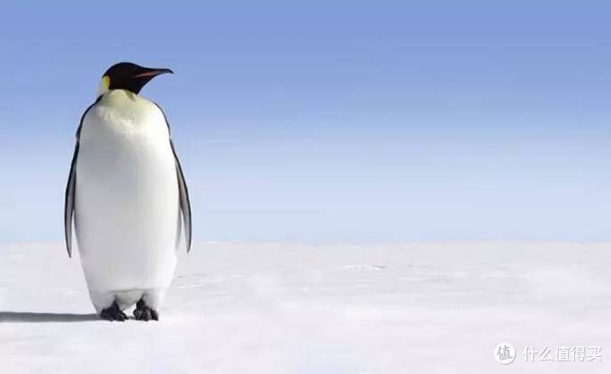 【自然小课堂】腾讯家的企鹅到底是什么品种?