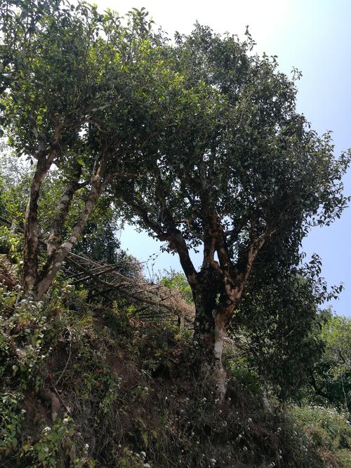 凤山——景谷县凤山百年古树茶(系列篇-2)