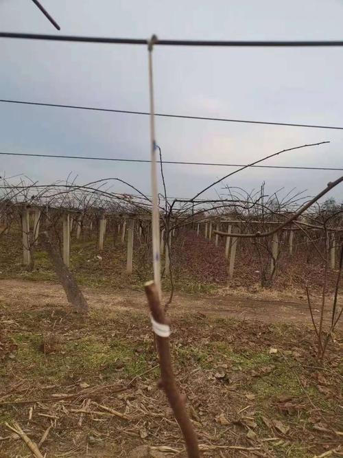 猕猴桃剪后绑枝技术