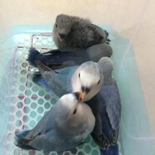 绿银顶与紫罗兰牡丹鹦鹉出售