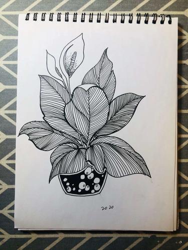 师院附小美术课堂(十八)植物线描装饰画