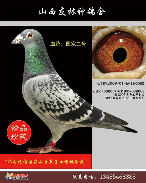 国家二号_山西友林种鸽舍_ ag188.com爱鸽商城_中国