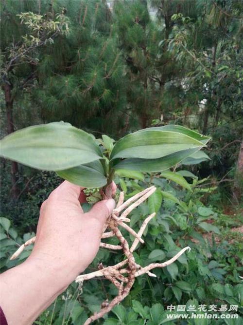 特大龙根兔耳兰带花苞!可赌素