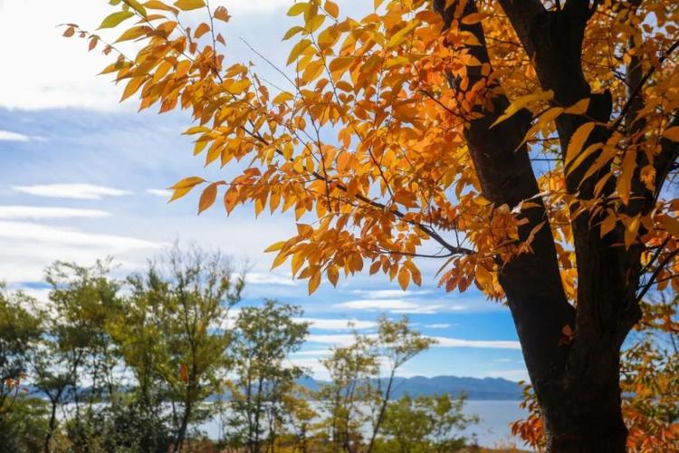 五彩秋叶装扮的山丘 如一幅五彩斑斓的画卷 更是威宁城市最美的风景线