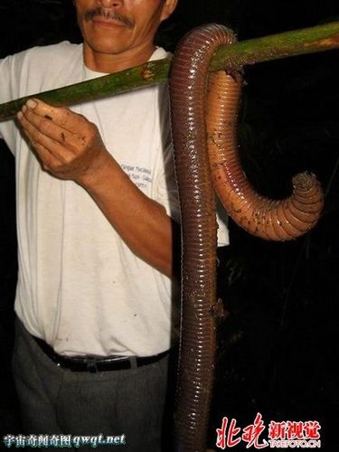 5米似蛇 巨蚯蚓与美女同浴同睡[24p]