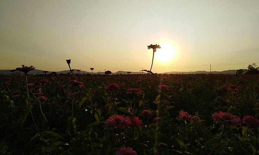 夕阳下绽放的花海