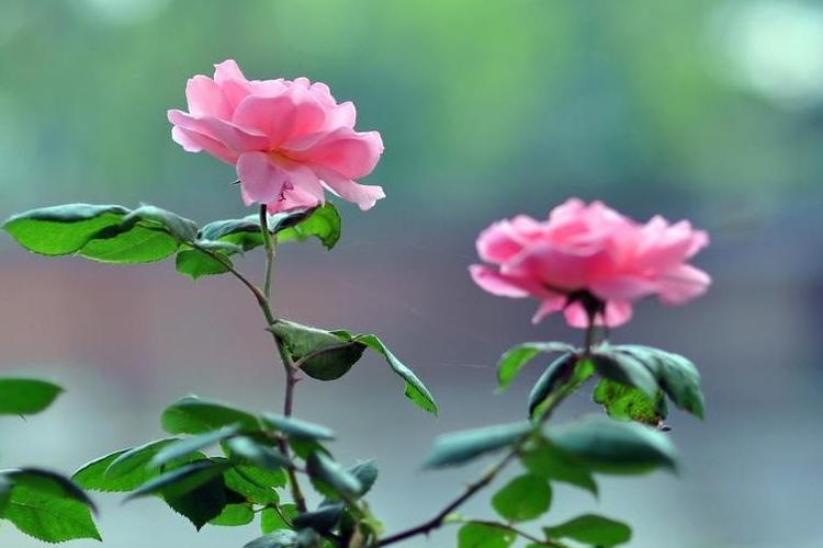 潍坊市的市花是什么