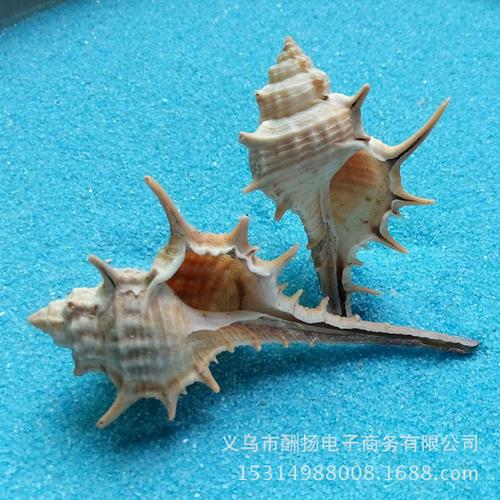 天然贝壳海螺海星女巫骨螺长刺螺长尾刺鱼缸地台婚庆