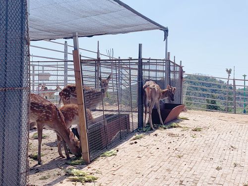 永年佛山动物园
