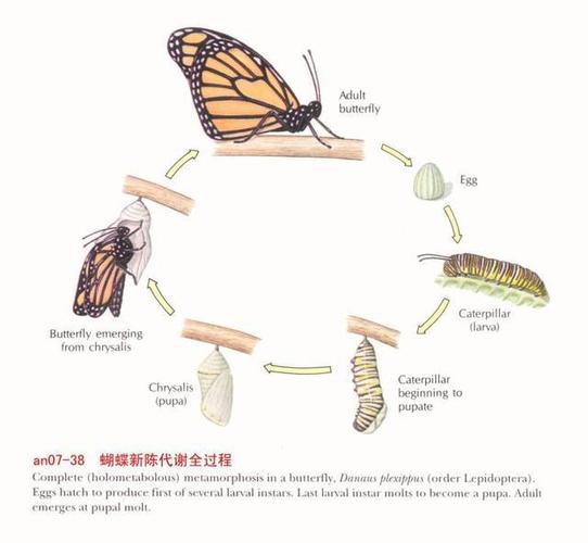 长得像川普的毛毛虫?这些小东西可能来自外太空