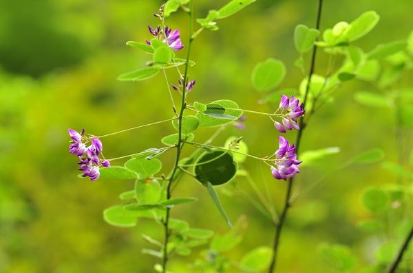 小叶[艹/杭]子梢