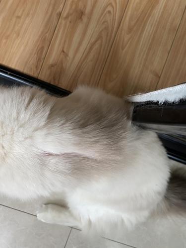 【讨论】猫咪后颈皮秃了一块