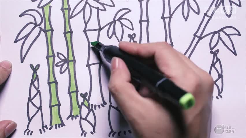 竹笋简笔画怎么画?