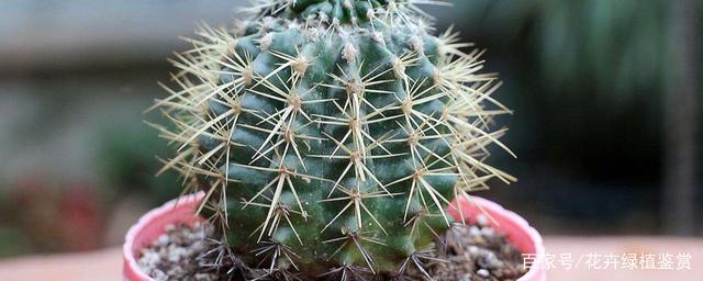 丽花仙人球经典品种有哪些仙人球一般怎么养护