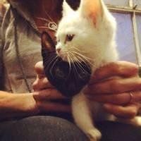 qq头像男的抱一只白猫