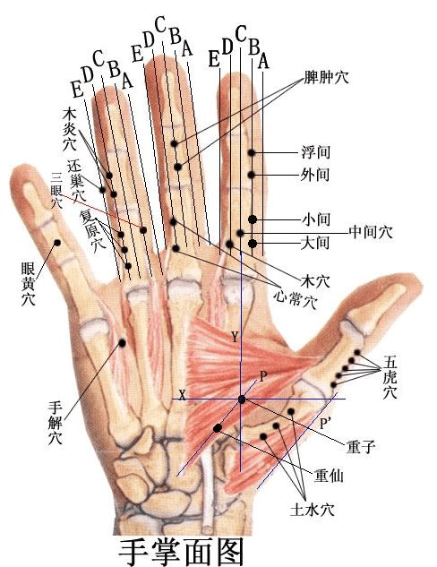 董氏针灸彩色穴位图