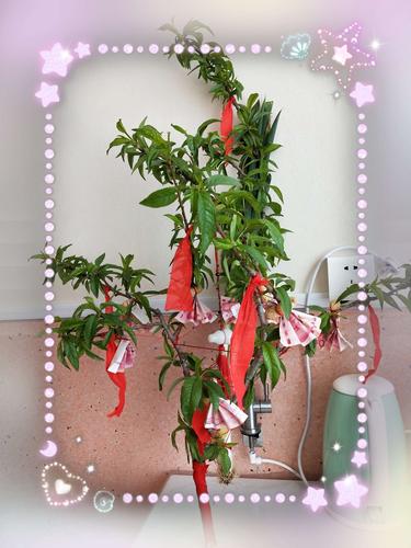 我出院的时候,姥姥和姥爷给我做的桃树枝,上面有好多的钱哦