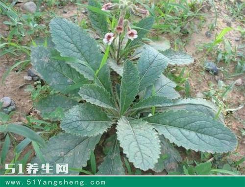 患上糖尿病不用怕,纯中药改善胰岛素抵抗,稳定血糖,糖尿不复发!