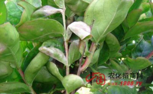 药材作物病害 金银花白粉病 >> 金银花白粉病如何防治?