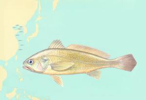 小黄鱼长大是什么鱼 - "华"山论"见" - "华"山论"见"