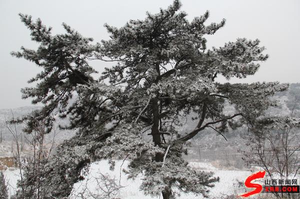 年夜雪压青松,青松挺且直