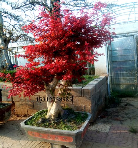 实物大型日本红枫造型盆景树桩古老树桩下山桩老桩庭院观赏植物