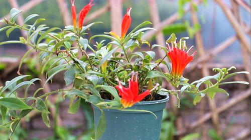 金鱼花冬季也能开花爆盆,前提要满足这些条件