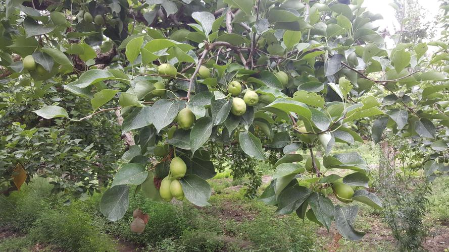 库尔勒香梨 原产地