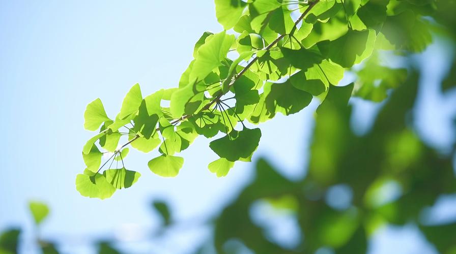 蓝天银杏叶阳光