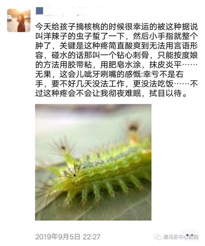 绿茸茸的洋辣子被它蛰伤后一定要这样做