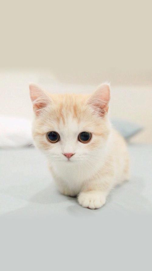 小猫咪 
