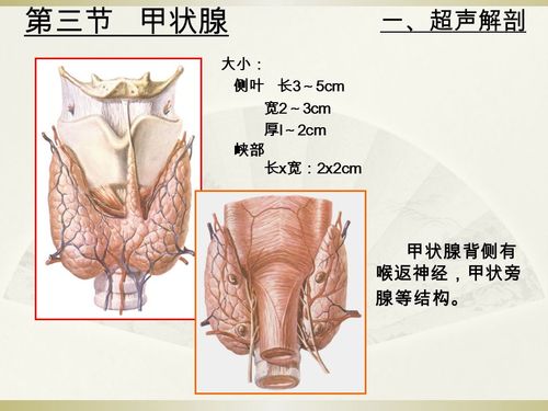 一,甲状腺的超声解剖甲状旁腺甲状腺解剖图甲状腺解剖甲状腺峡部