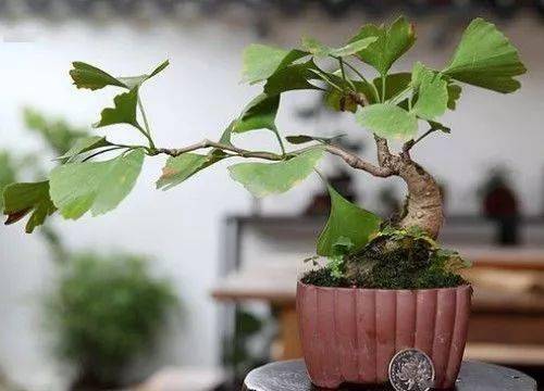 银杏盆景造型技巧