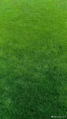 "以这个图做聊天背景,可以减轻视觉疲劳!,初看是草坪,细看还有路.