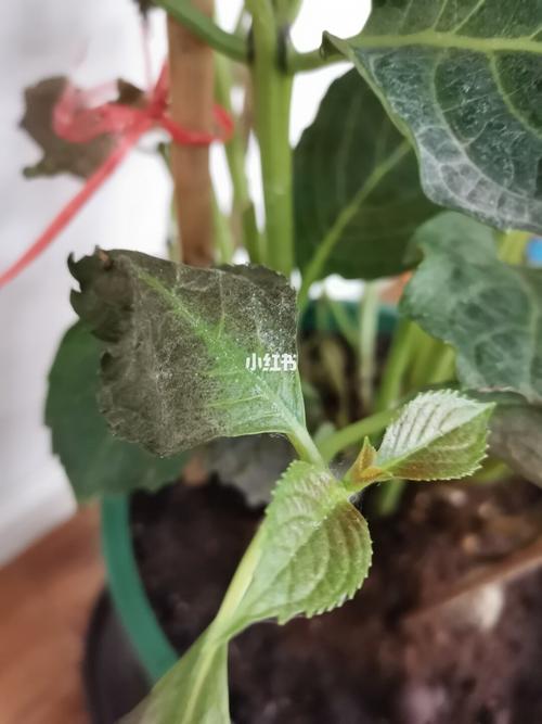 我的绣球究竟是红蜘蛛?炭疽?灰霉?白粉?_绣球花_家居家装_家居装饰