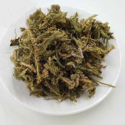 伸筋草泡水喝的功效与作用(它的禁忌是什么)