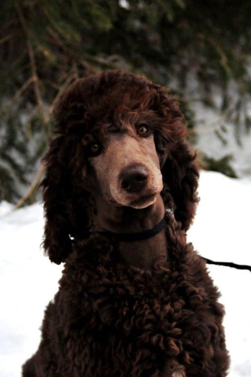 黑色纯种巨贵犬图