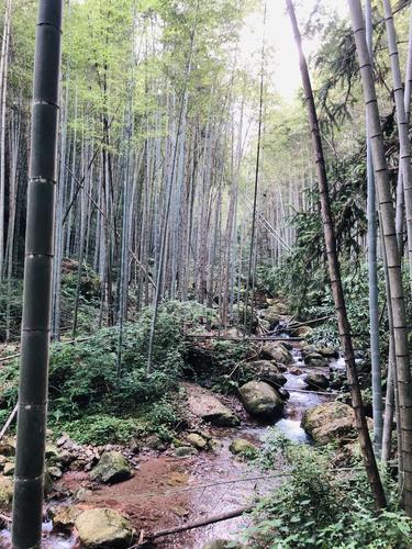 竹林中爬升不要太舒服呦,太阳晒不到,呼吸中满满的负离子空气,脚下是
