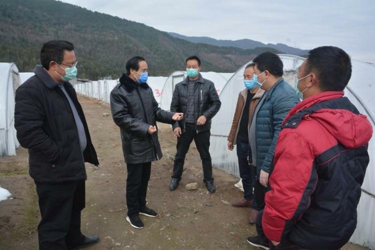 越西县委副书记,县长肖正权检查指导烤烟育苗工作