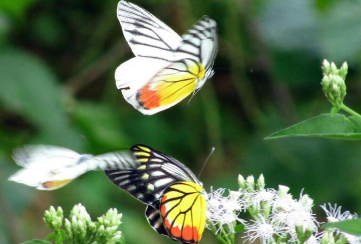 描写捉蝴蝶的优美句子描写蝴蝶外貌的优美句子