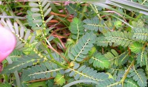 疳积草(阴阳草)的功效与作用