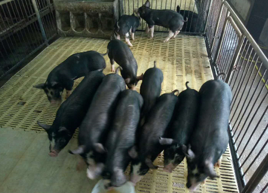 巴克夏猪养殖前景怎么样?