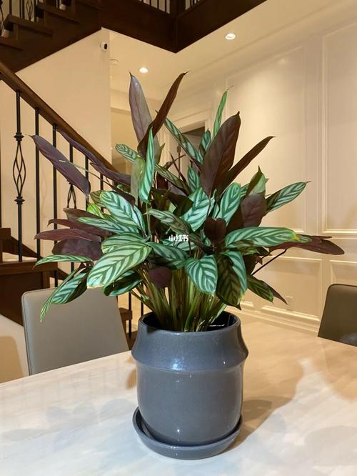 新飞羽竹芋_酒精_家居家装_家居装饰_花艺