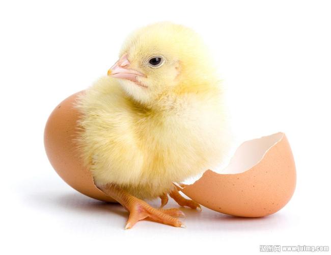 刚孵化的小鸡图片素材,刚孵化的小鸡图片下载,蛋壳,鸡雏,孵化,小鸡